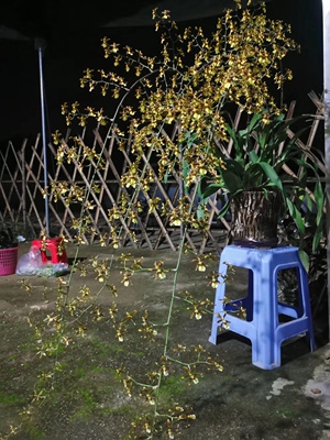 真正门神 巨型文心兰 热带微风 多花Onc.Sunlight‘Pesky Panther