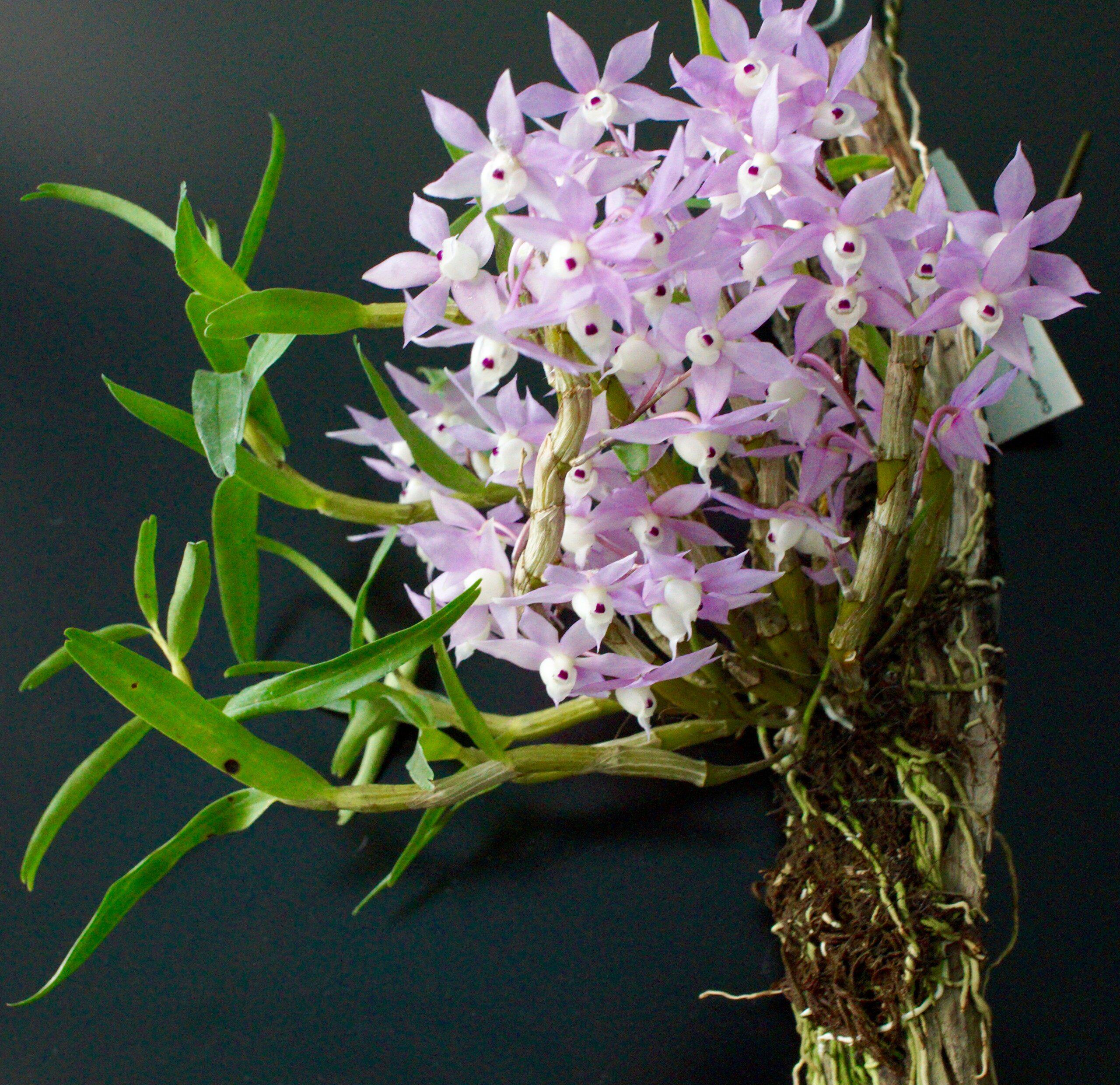 重唇石斛 Den hercoglossum 越南产区 板植