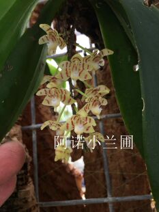 原生种 洋兰 虎纹长足兰 Pteroceras muriculatum 原产安达曼群岛