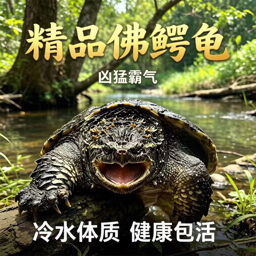 爆刺鳄龟母活体观赏正宗北美龟苗原种纯佛凶猛宠物