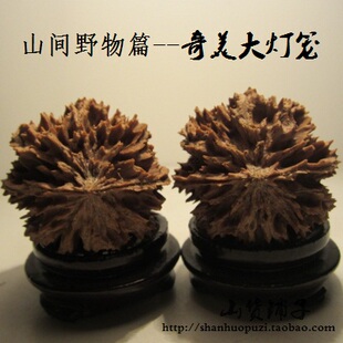 文玩核桃野生狮子头陕西西瓜八棱秋子精品 秦岭天然灯笼收藏级