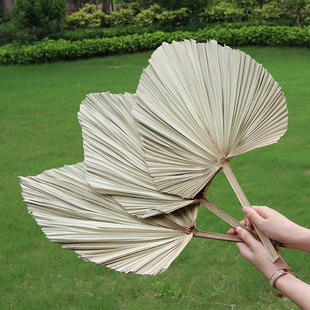 蒲扇叶干花棕榈叶 芦苇 铁树单白色婚礼场景布置花艺墙干蒲葵扇子