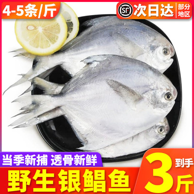 3斤银鲳鱼舟山东海野生白鲳鱼