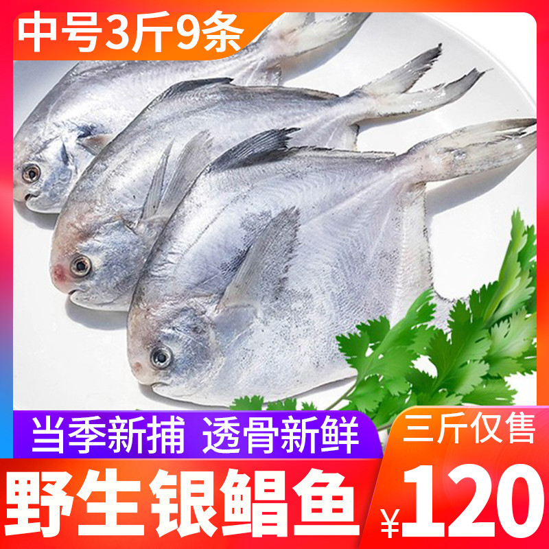 3斤9条野生银鲳鱼白鲳鱼小平鱼新鲜冷冻鲜活冰冻海鲜舟山昌鱼包邮