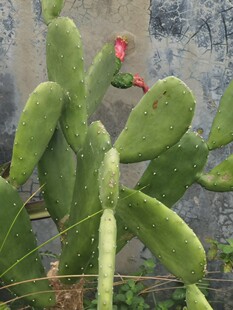 新鲜食用仙人掌 药用仙人掌美容仙人掌外敷种植内服500克