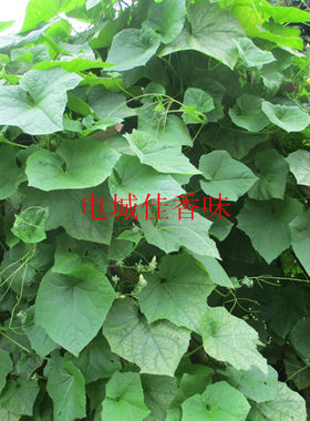 电城佳香味-新鲜葫芦藤 葫芦根叶苗种子 胡瓜根 瓢瓜葫芦瓜500克