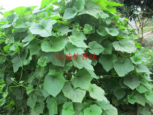 电城佳香味-新鲜葫芦藤 葫芦根叶苗种子 胡瓜根 瓢瓜葫芦瓜500克