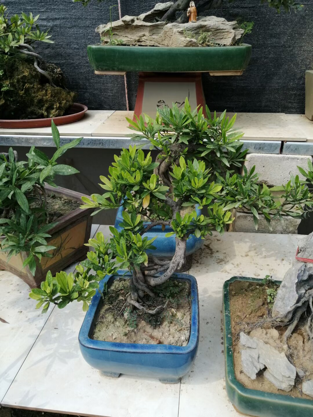 高提根精品小叶水横枝栀子花盆栽老桩盆景桌摆绿植盆景微景观