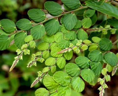新鲜排钱草 中草药钱串草 排钱树 叠钱草龙鳞草 500克