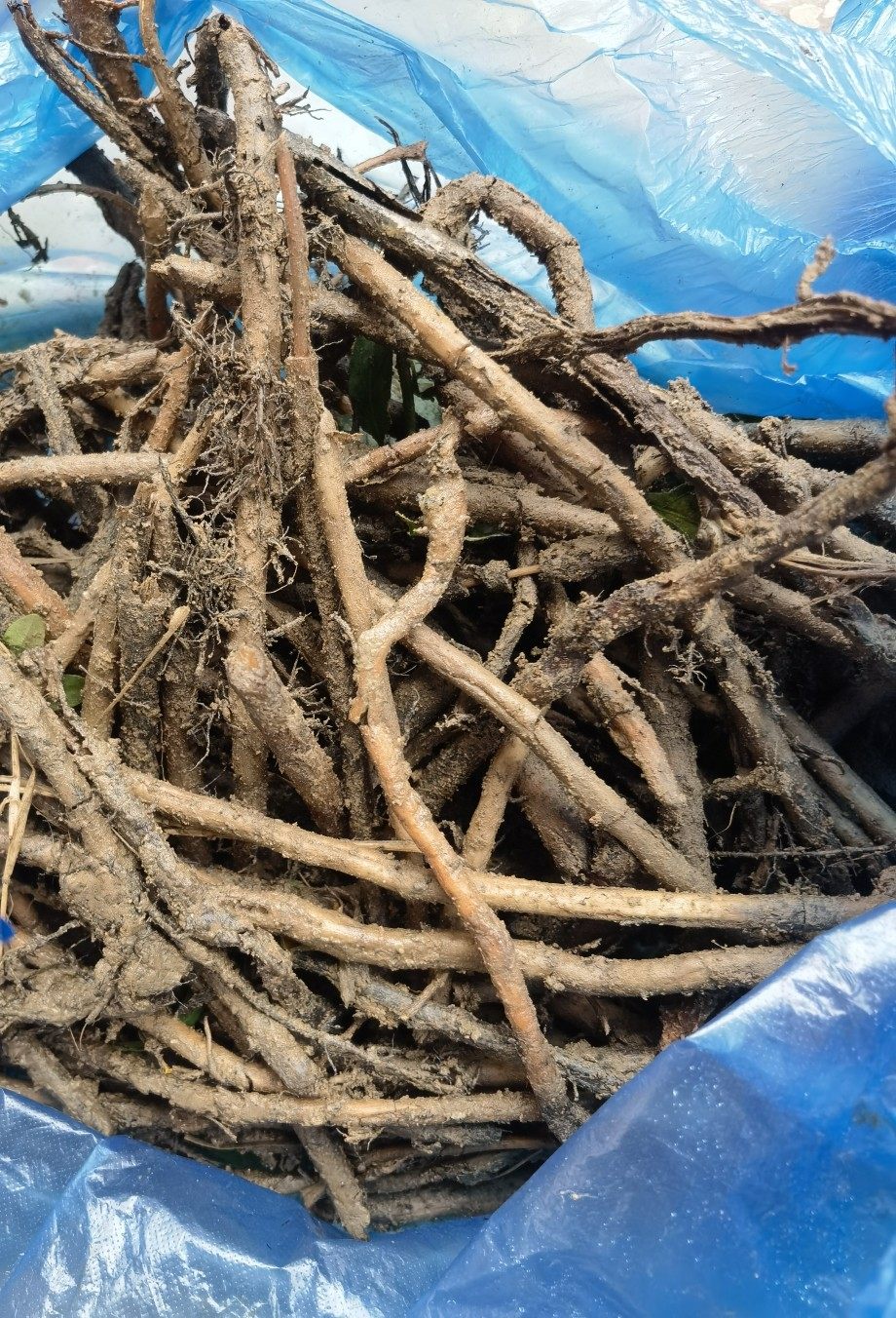 现挖现寄新鲜芭蕉树根头香蕉树根头大蕉树根头高蕉根粉蕉500g包邮