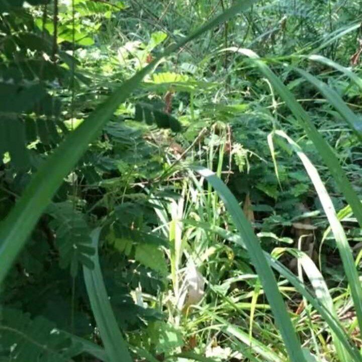 新鲜相思藤鸡骨草 益肝茶叶红目鸡茶红眼鸡叶大黄草相思子藤500g