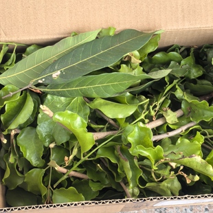 新鲜龙眼树寄生龙眼木寄生茶龙眼寄生包邮广东茂名1斤500克