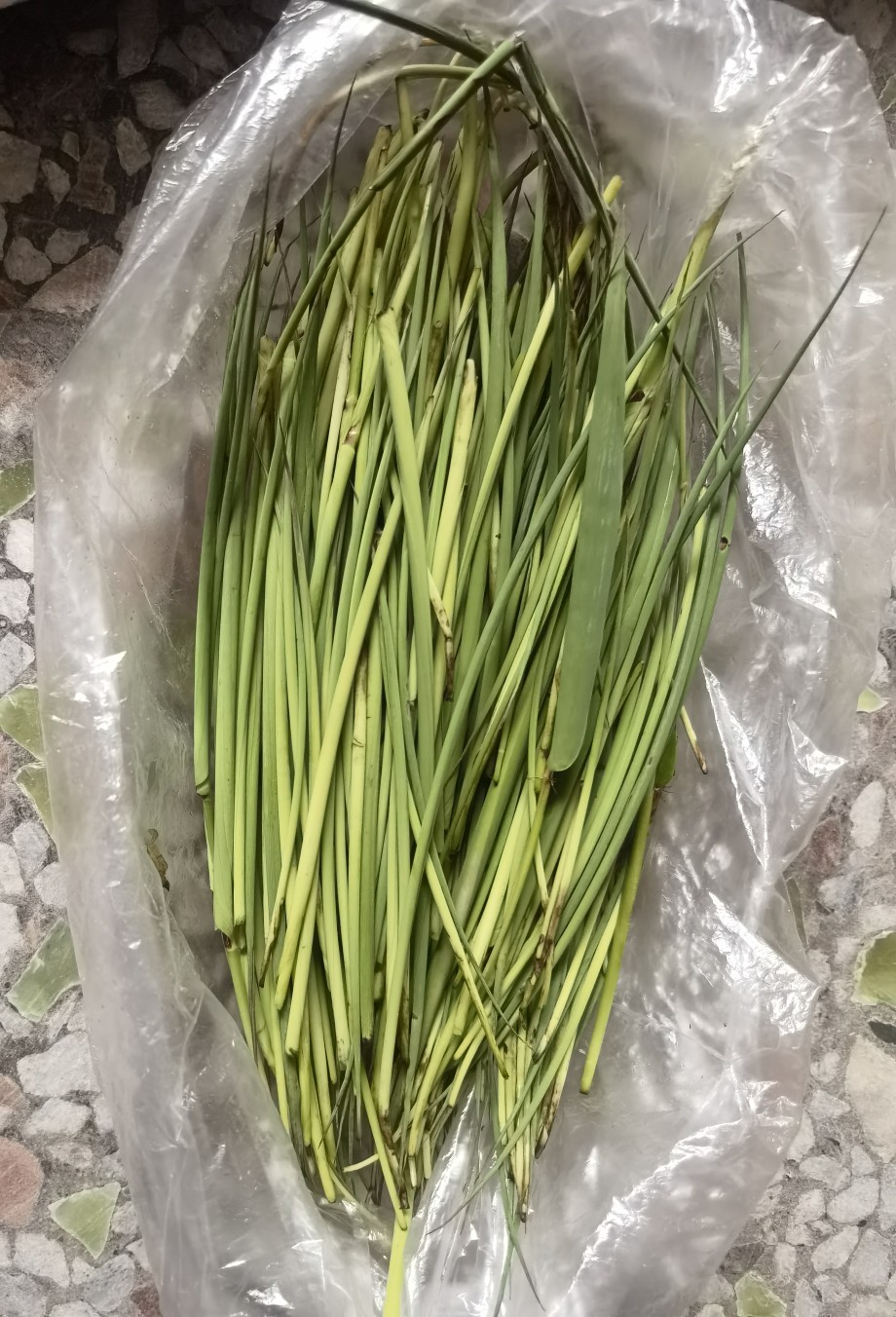 新鲜丹竹叶芯自然单竹心嫩芽竹芯竹卷心广东竹叶心下火凉茶包邮