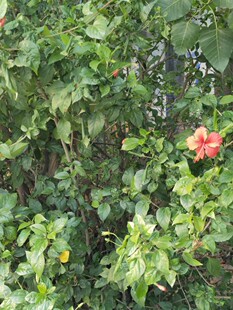 扶桑花带花苞朱瑾树苗盆栽阳台庭院扶桑花重瓣耐寒花卉