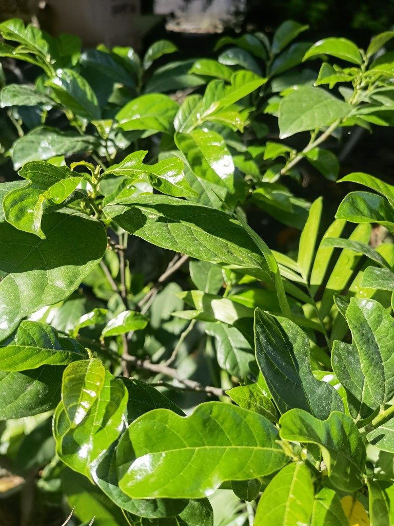 胭脂木苗红桂木小苗庭院常绿行道绿化树盆栽地栽狗果树