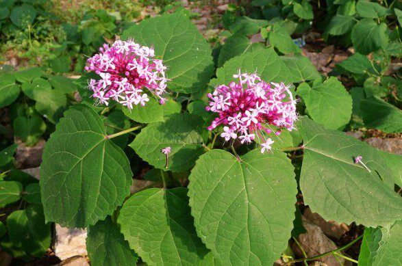 臭牡丹 新鲜中草药矮桐子臭枫根 臭八宝臭芙蓉根 过山车500克整草