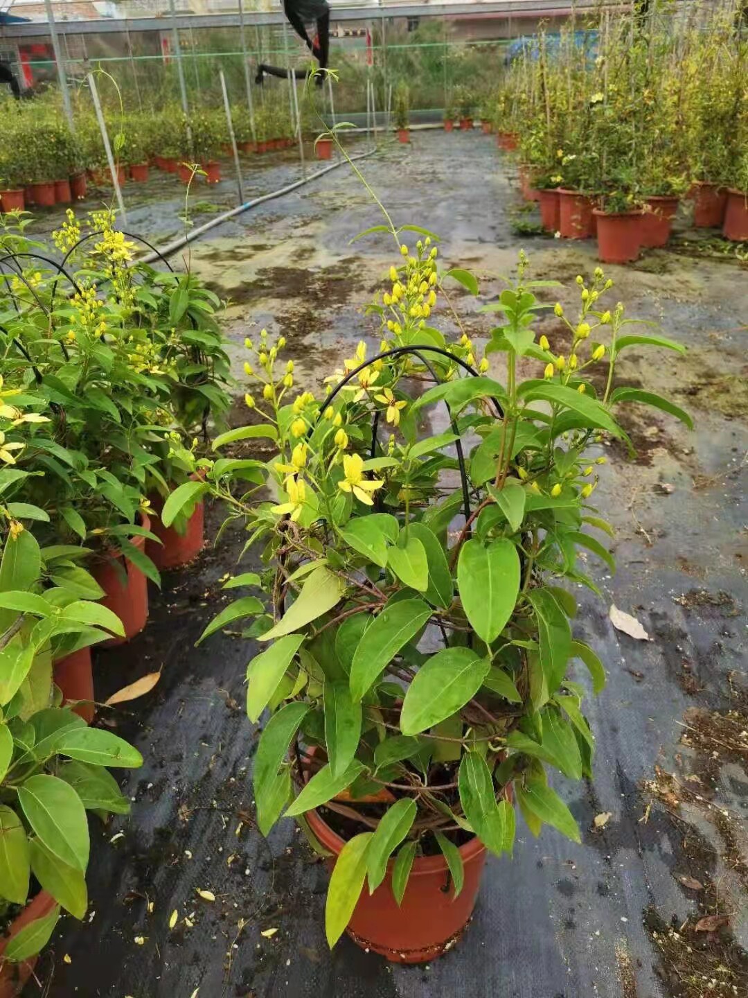 三星果藤盆栽带花庭院花架花廊花篱花境爬藤花卉星果藤花全年开花