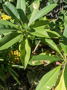 花卉盆栽缅栀子鸡蛋花树苗蛋黄花树鸡蛋花苗蛋黄色鸡蛋花虎舌木