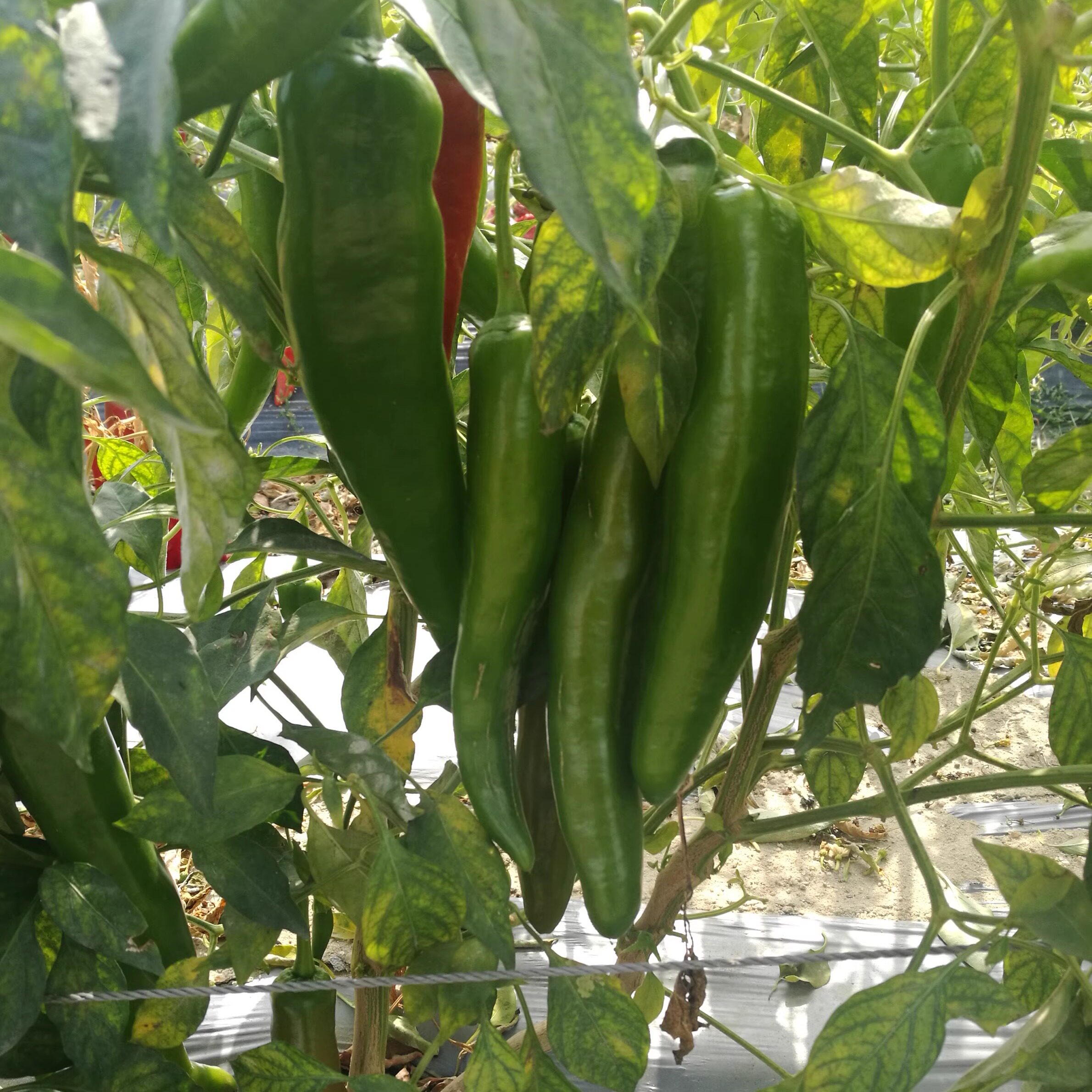 青椒辣椒农家自种 微辣当地新鲜蔬菜露天种植牛角椒绿青椒净重5斤