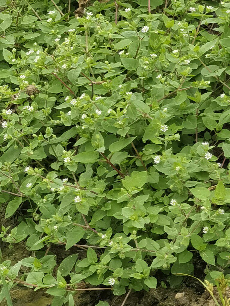 新鲜繁缕草 鸡肠草 鹅肠菜 鹅儿肠 野墨菜 和尚菜500克新鲜品干品