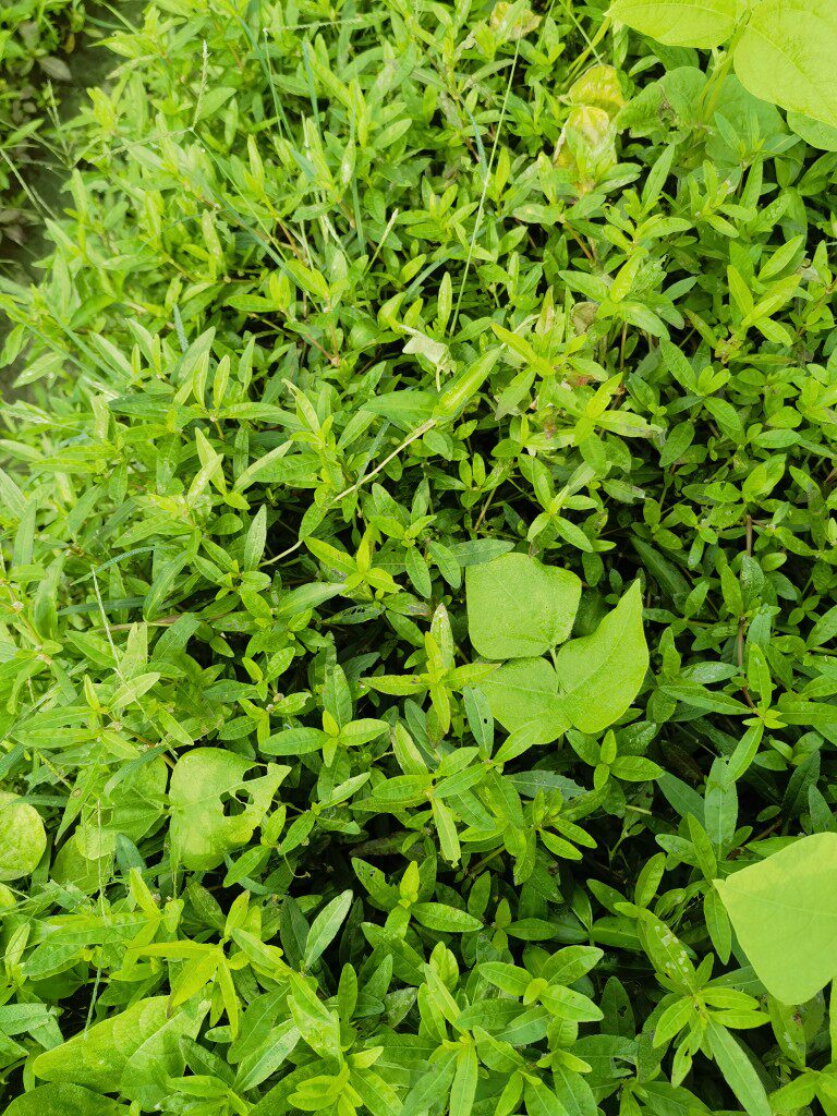 新鲜莲子草 虾钳菜 白花仔节节花 水牛膝白田乌白莲草500克
