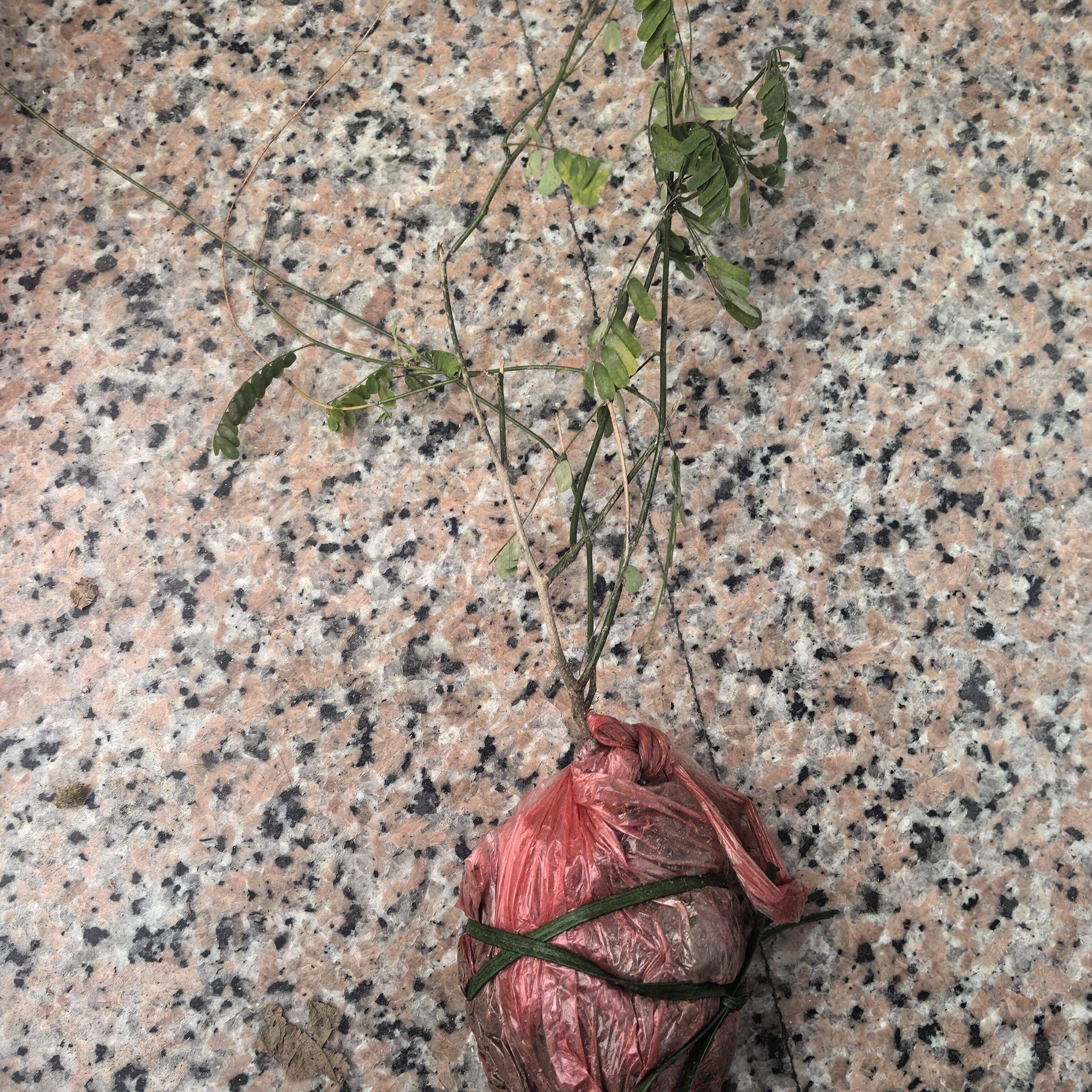 新鲜相思藤益肝茶叶红目鸡茶红眼鸡叶大黄草相思子藤小苗1棵