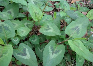 新鲜火炭母草火炭树赤地利为炭星白饭草500克