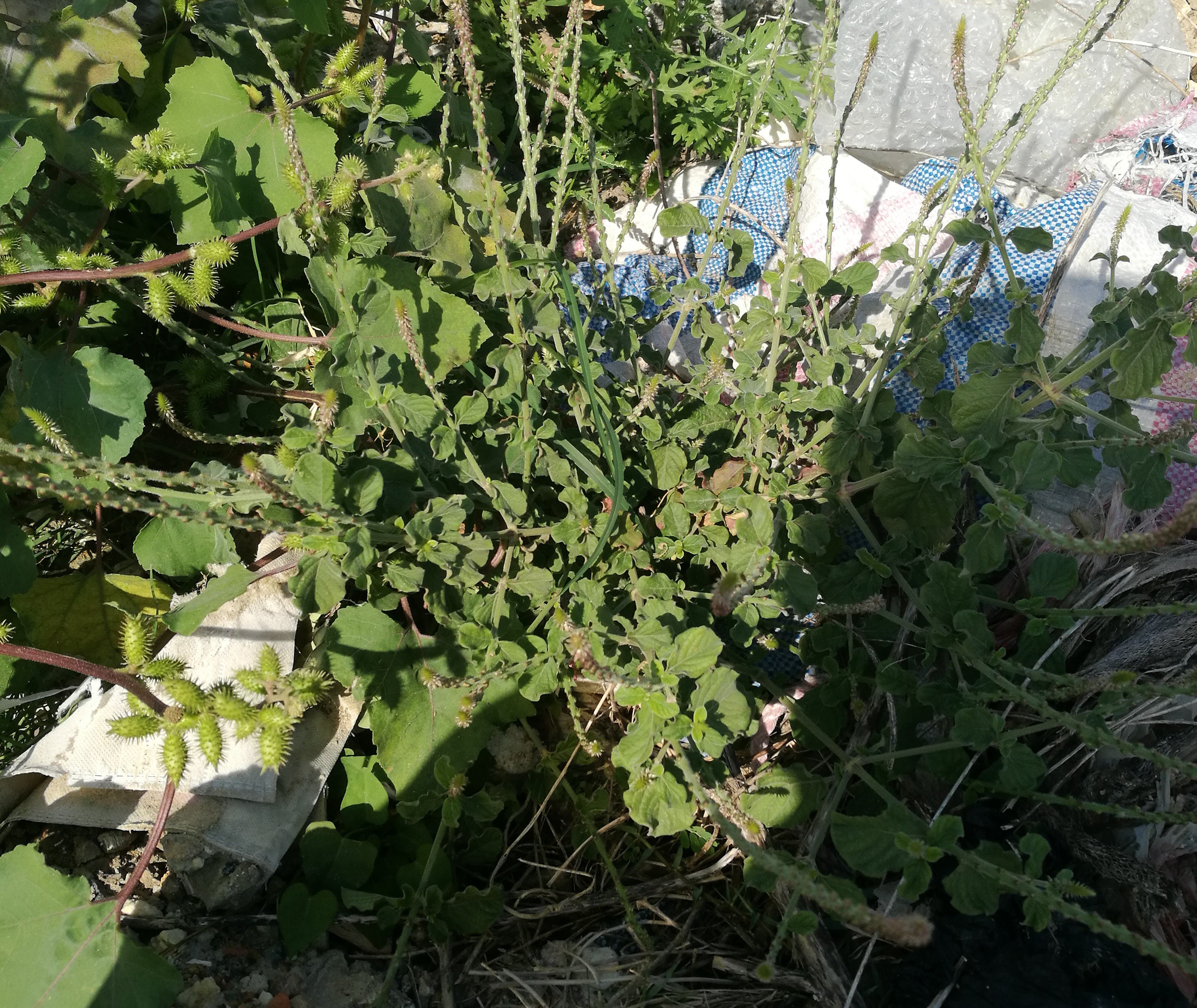 新鲜土牛膝 紫牛膝倒扣草倒钩草牛七牛漆接骨丹白马鞭草全草500克