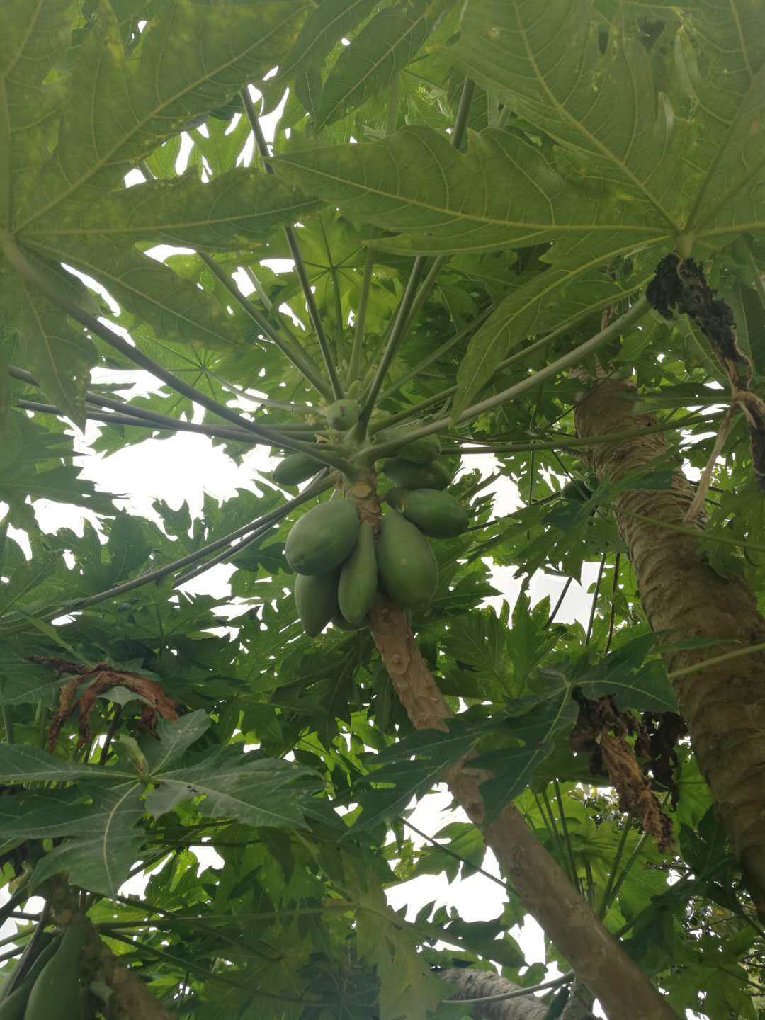 农家新鲜木瓜根无化肥生长番木瓜叶木瓜树根现挖纯根部500克