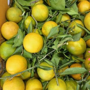 正宗廉江红橙红江橙新鲜当季水果现摘手剥薄皮红江农场甜橙子10斤