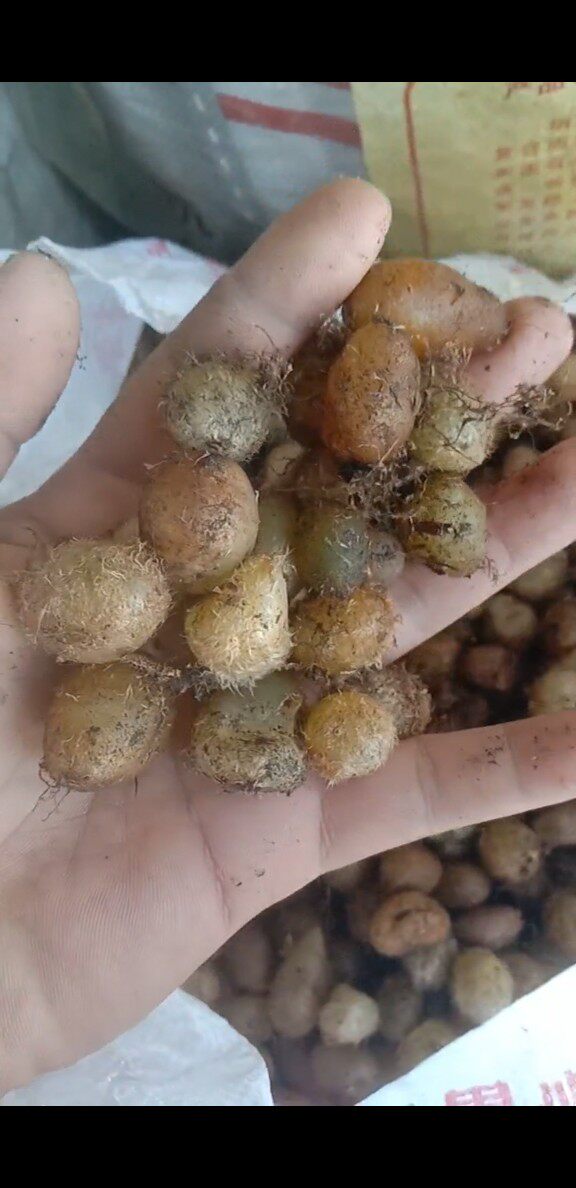 新鲜石黄皮凤凰蛋蛇蛋马骝卵肾蕨果化狗儿蜈蚣草500克包邮