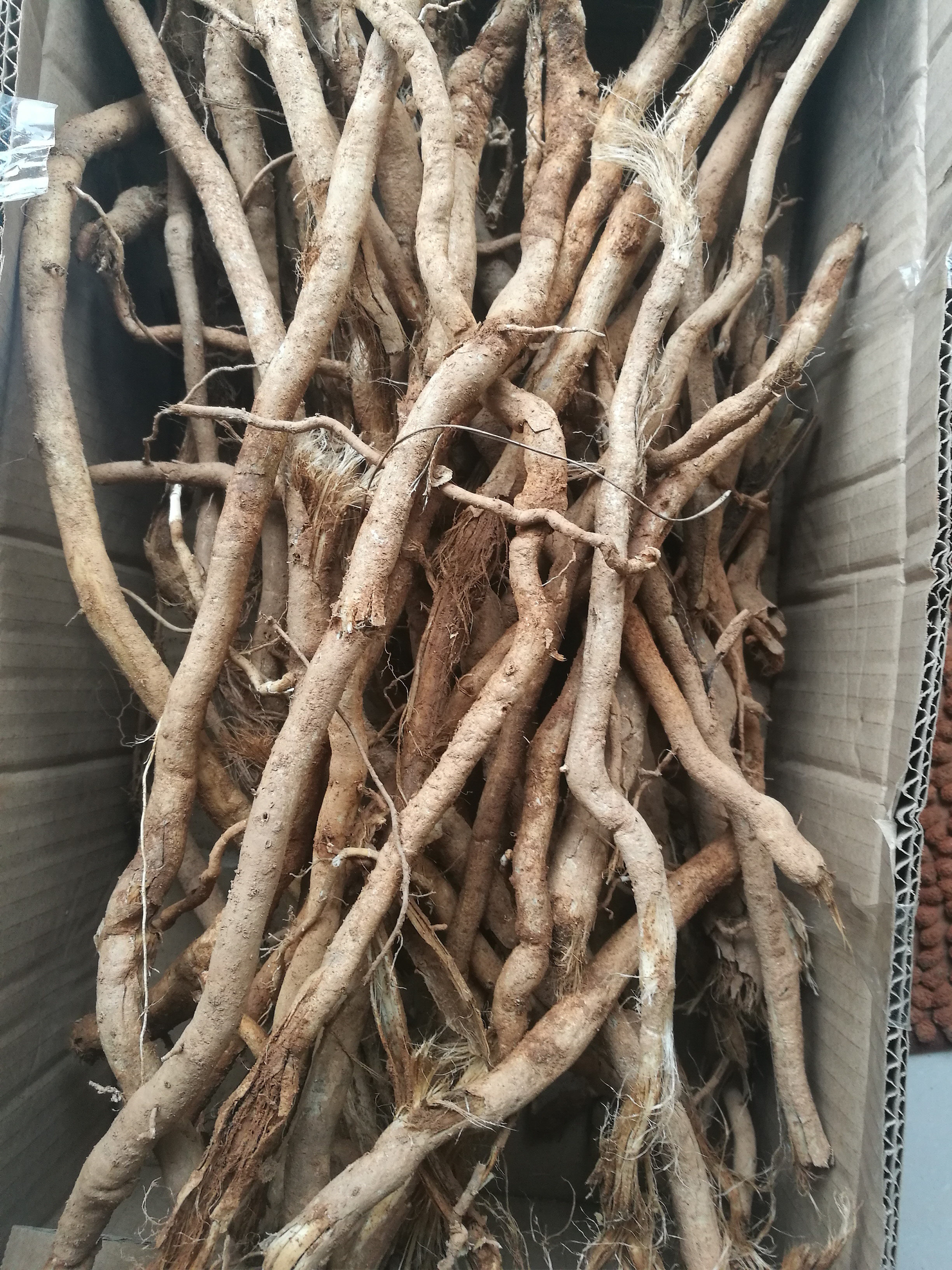 新鲜路芦露兜簕假野菠萝婆锯簕古山波罗勒角蔃猪母锯树地下根1斤