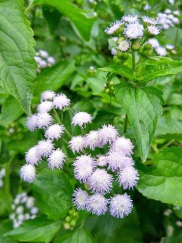 新鲜白花臭草 胜红蓟中草药材咸虾花水丁药霍香蓟500克