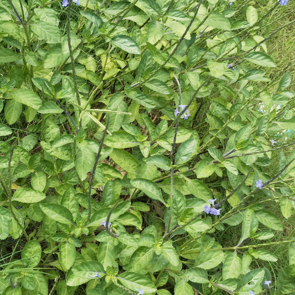 新鲜假马鞭草玉龙鞭无刺大蓝草蛇尾草万能草玉郎鞭万灵草整棵500g