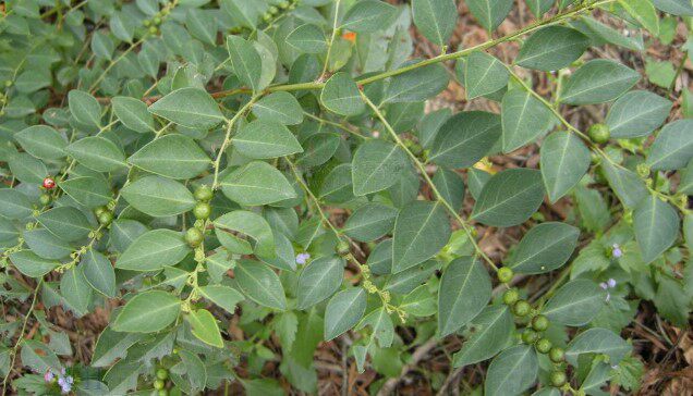 新鲜黑面神狗脚刺钟旭草青凡木四眼草乌漆臼蚊惊树500克