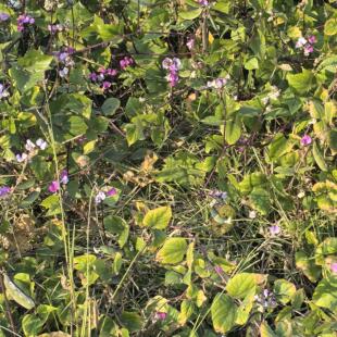 紫扁豆叶中草药材现摘紫扁豆叶扁豆叶新鲜500克