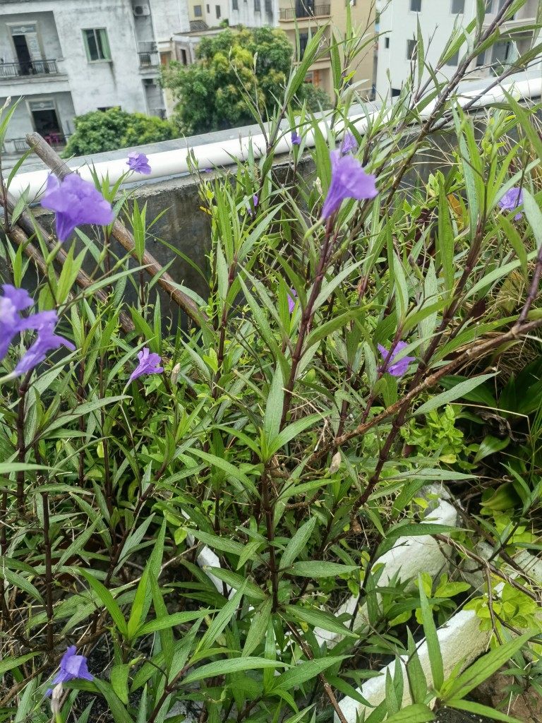 花境植物 紫花草蓝花草矮生高杆翠芦莉盆栽观花植物整草1斤
