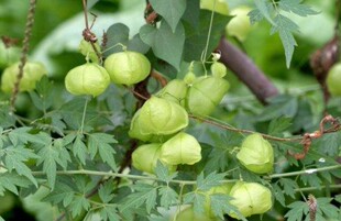 倒地铃 新鲜三角泡 假槟榔三角藤 假苦瓜带藤苦楝风船葛500克