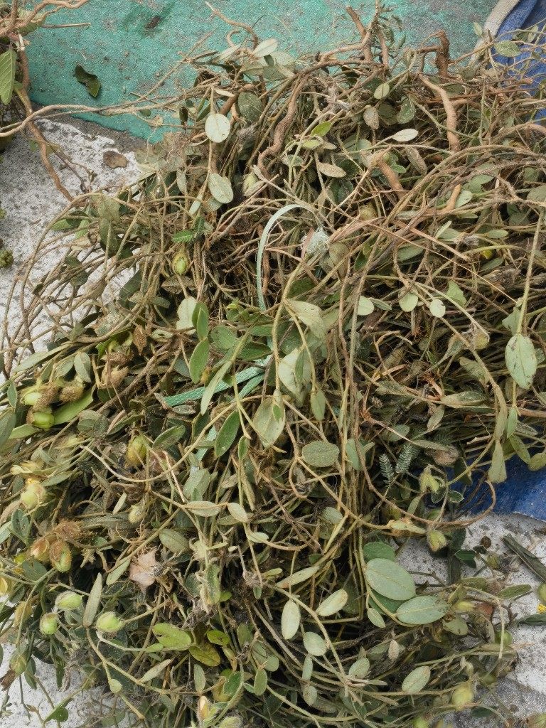 新鲜艾堇 仙桃草 红果草 仙桃子草 500克1斤现采现发