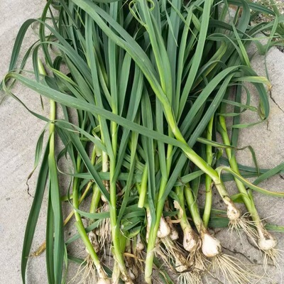 现挖新鲜青蒜苗红皮青梗大蒜苗红根蒜苗本地蒜苗新鲜蔬菜1斤3斤