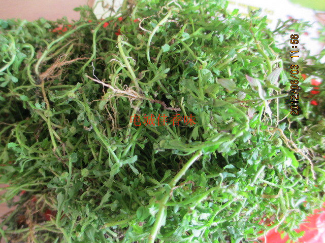 鹅不食草 新鲜鹅不食草 地胡椒 鹅仔吾食草500克