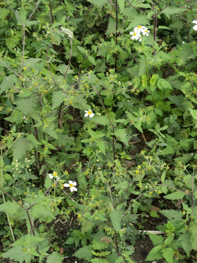 豨签草 新鲜粘金强 棉苍狼 稀签草 粘苍子 黄花仔现采500克