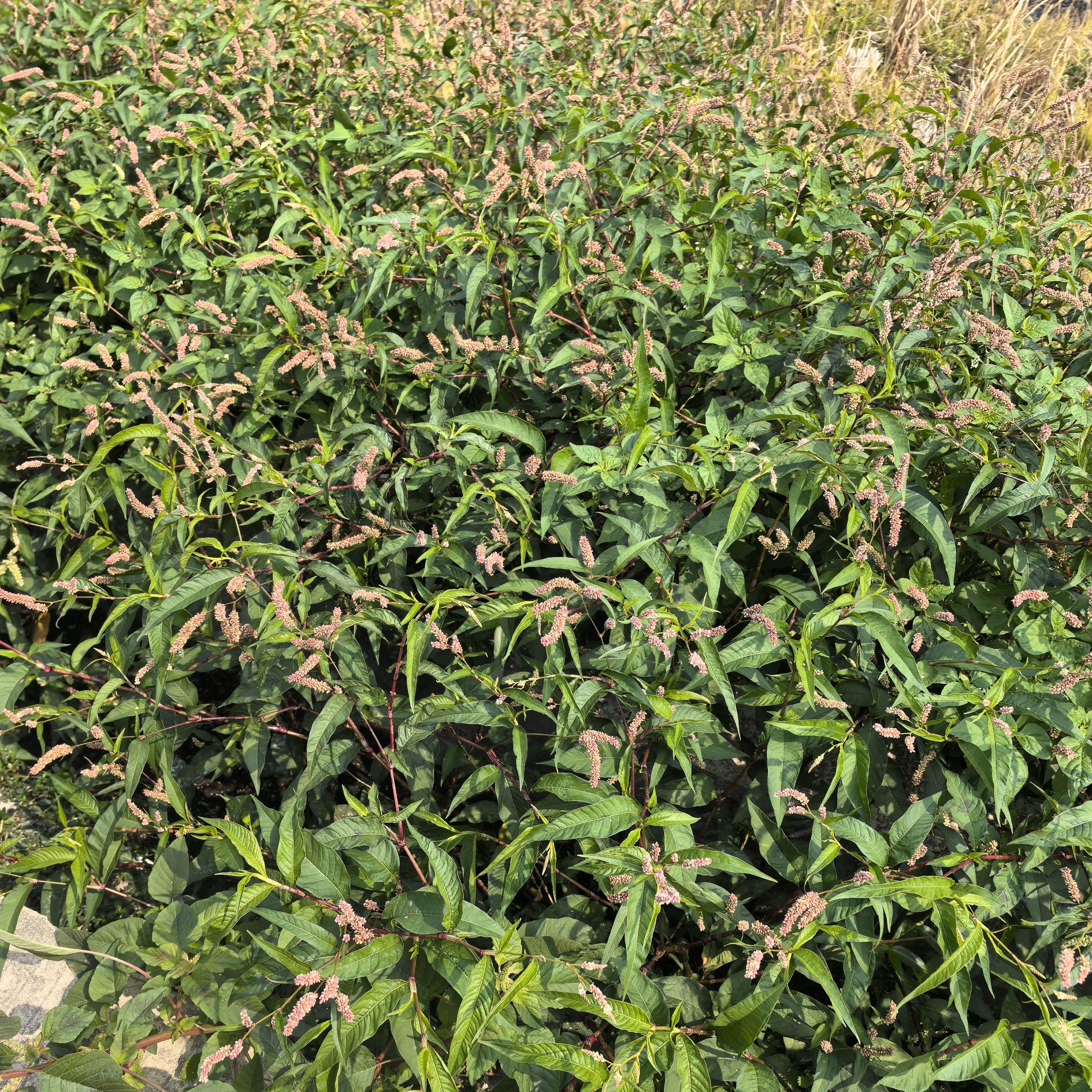新鲜红辣蓼 班焦草 辣蓼草 辣马蓼辣椒草中药材现采1斤