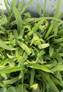 新鲜大苞水竹叶痰火草围夹草青竹壳青鸭跖草鸡舌草猫爪草化核子草