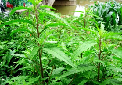 新鲜土野生中草药草500克臭草