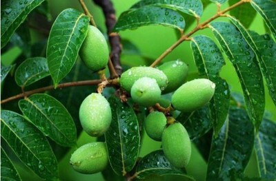 百年老树龄橄榄根新鲜青果