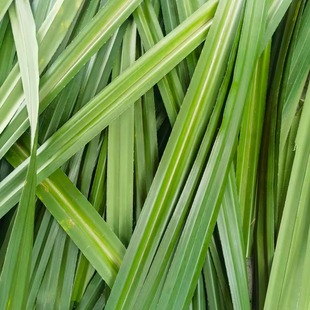 粽子叶露兜叶芦兜罗鼓仔山野菠萝树叶粽叶胶古勒古叶簕古绞古新鲜