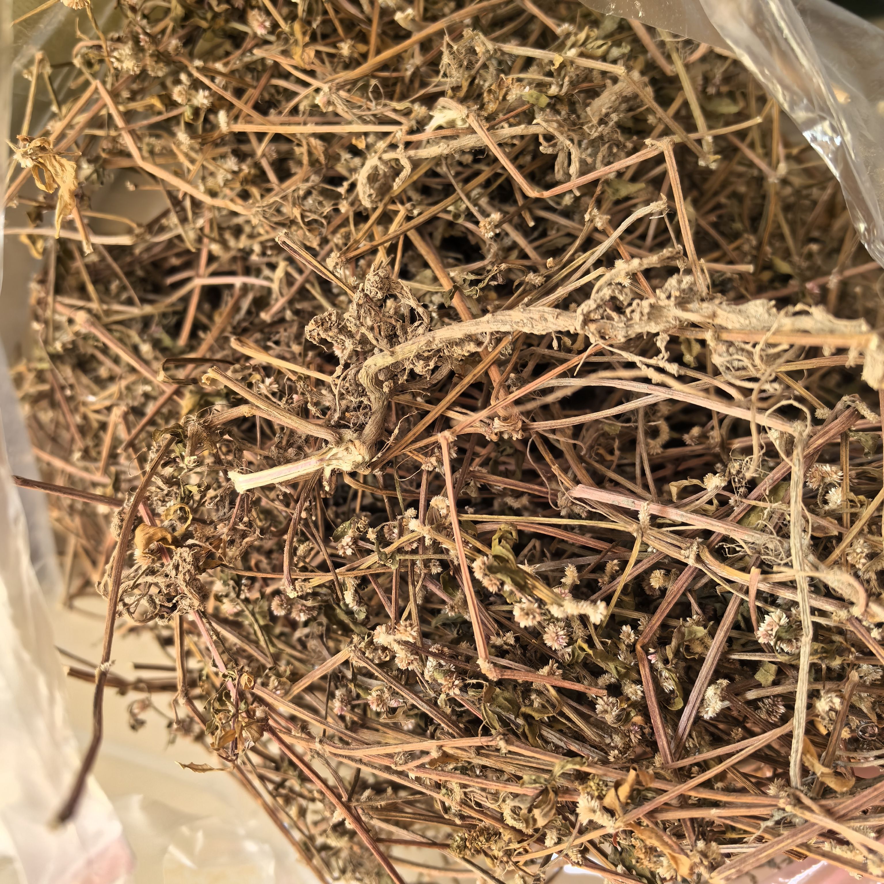野外新鲜红田乌草红莲子红藤菜护心草红节节草血管畅护心清火干品