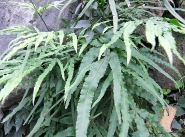 新鲜凤尾草鸡脚草鸡爪井栏边风尾草蕨中药材干货深山现采泡茶