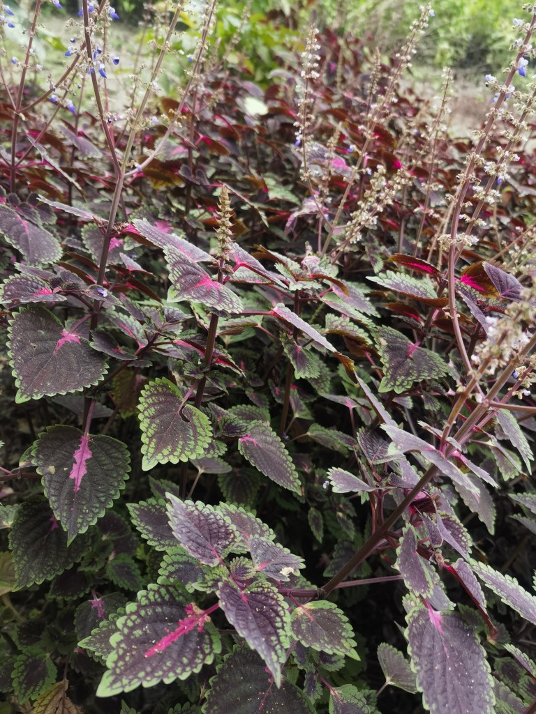 新鲜红抹草红叶广防风草中草药落马衣宝宝洗澡婴幼儿赤茉草